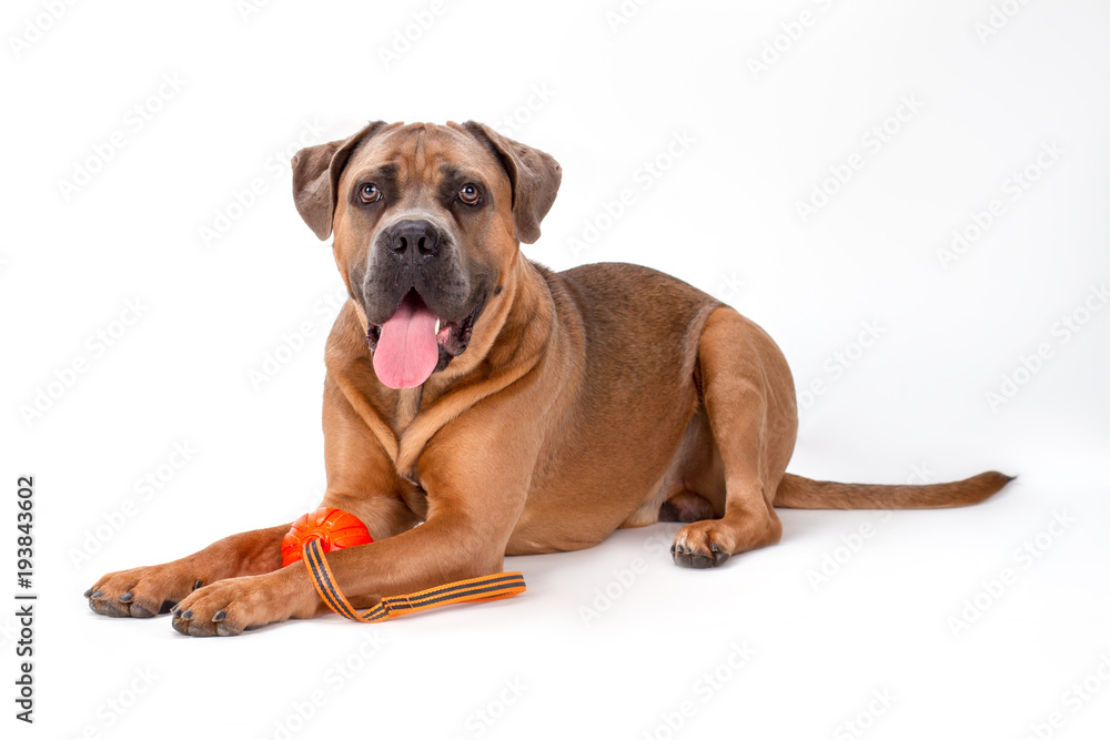 Cute cane corso with ball, portrait. Studio shot of beautiful italian mastiff cane corso playing with orange ball over white background. Adorable pedigreed dog. Cute cane corso with ball, portrait. Studio shot of beautiful italian mastiff cane corso playing with orange ball over white background. Adorable pedigreed dog.