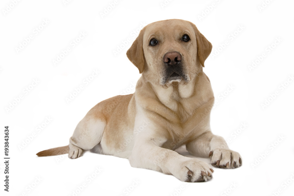 .Dog labrador lying on isolated background