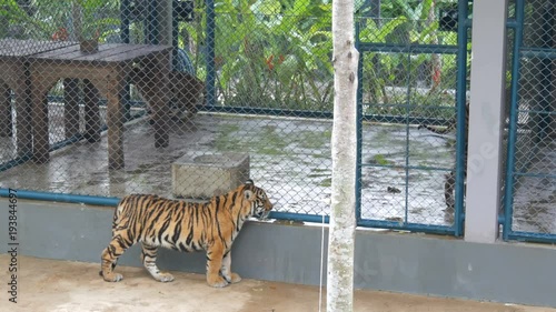 Beautiful cubs in a cage, past them passes another tiger and looks around photo