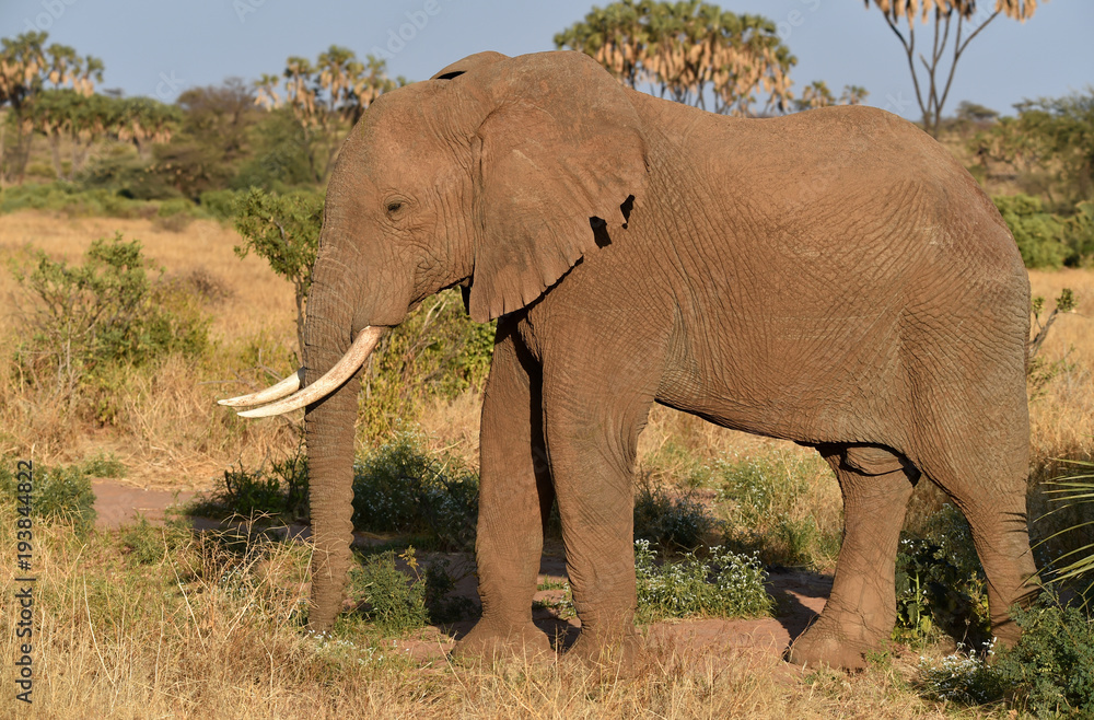 Fototapeta premium Elefant in Kenia
