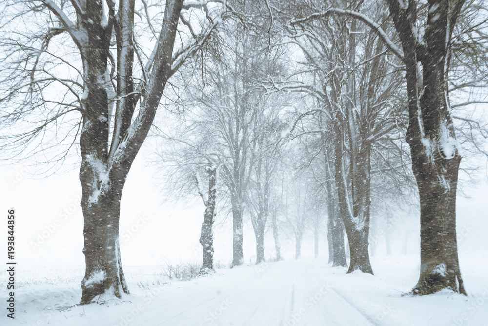 avenue lined by bare trees in the snow storm, rural country winter landscape with copy space avenue lined by bare trees in the snow storm, rural country winter landscape with copy space