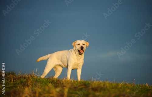Yellow Labrador Retriever dog outdoor portrait standing in field with blue sky