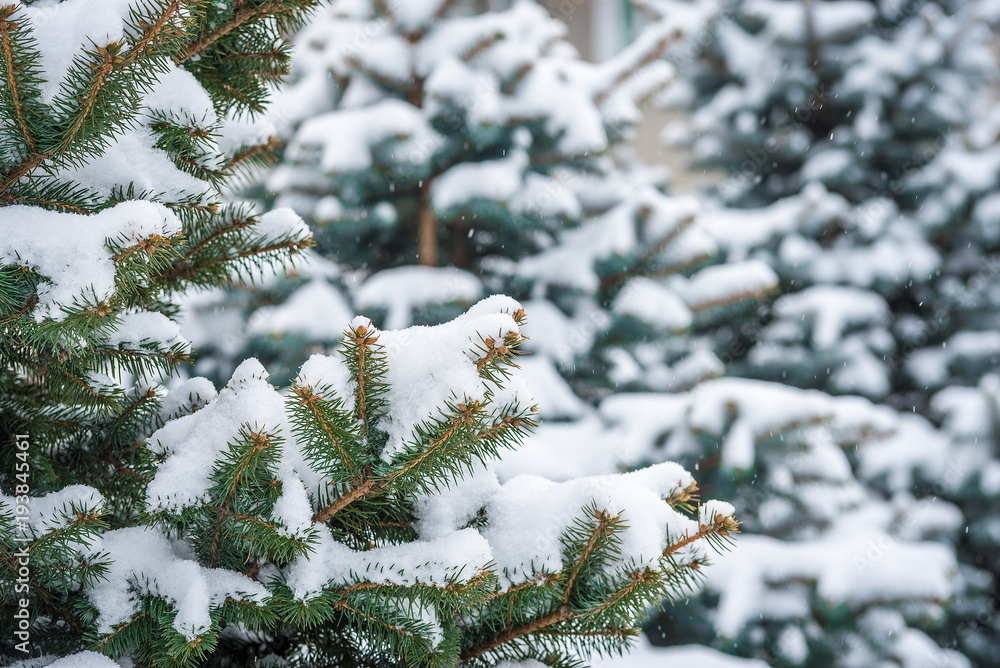 Pine green branch under snow with blurred copyspace Pine green branch under snow with blurred copyspace