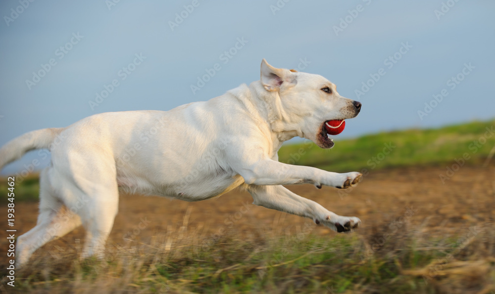 Yellow Labrador Retriever dog outdoor portrait running with red ball