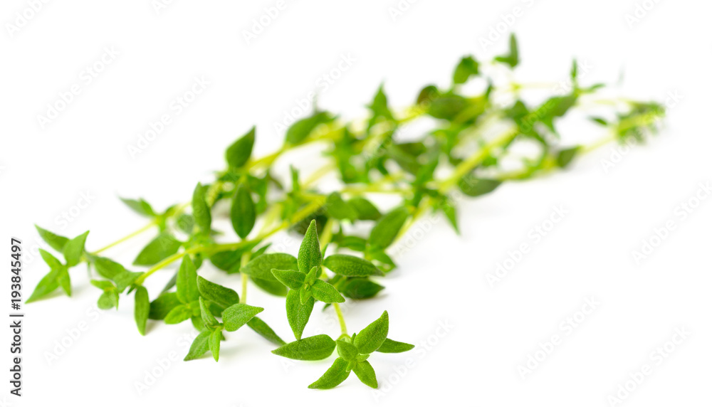 fresh herb, thyme isolated on white fresh herb, thyme isolated on white
