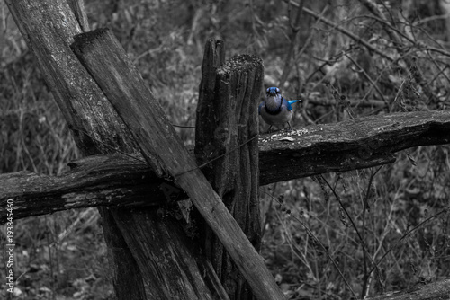 Blue jay on a fence.