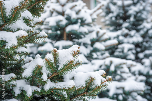 Pine green branch under snow with blurred copyspace