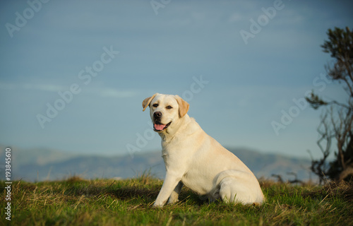 Yellow Labrador Retriever dog outdoor portrait sitting in field with mountains in the background