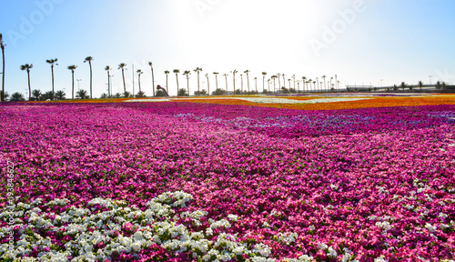 Flower carpet