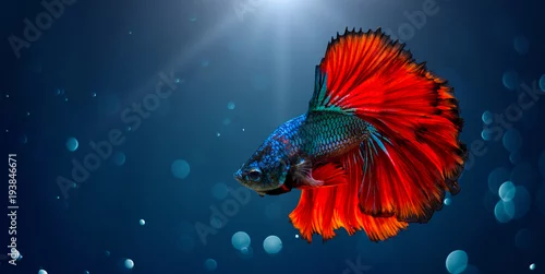 Panel kuchenny z motywem Fighting fish Red blue Light background with bokeh