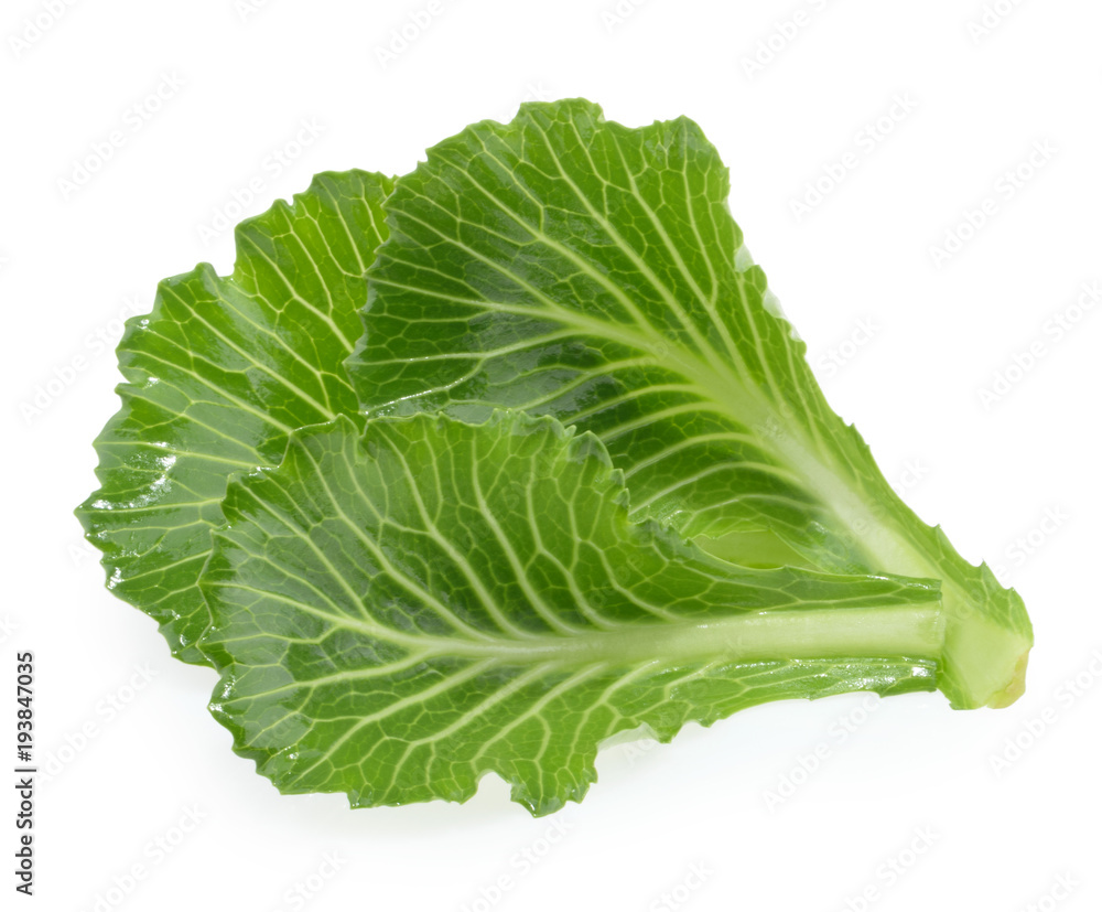 Cabbage leaves isolated on white Cabbage leaves isolated on white