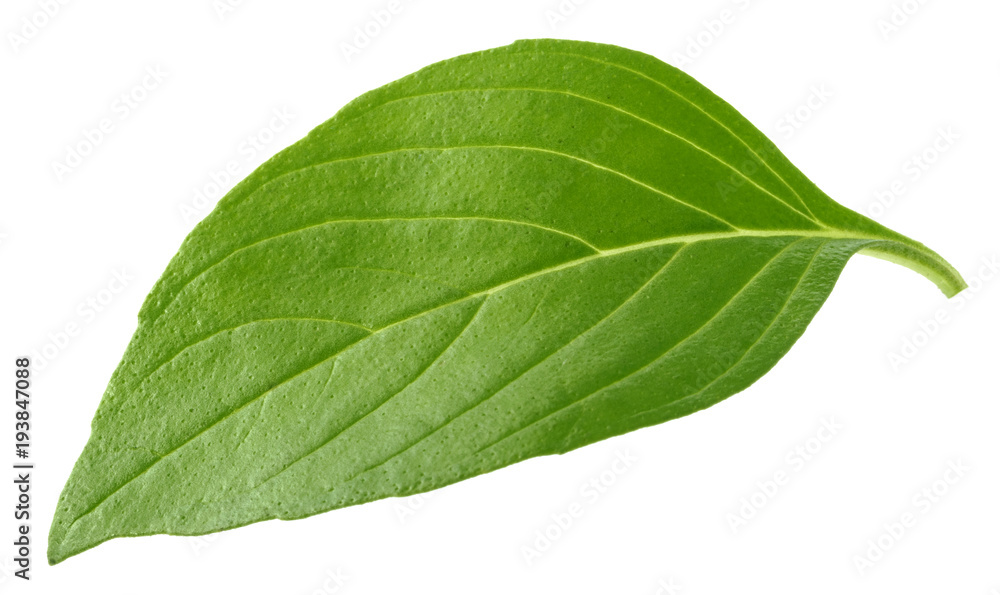 Basil leaf isolated without shadow Basil leaf isolated without shadow