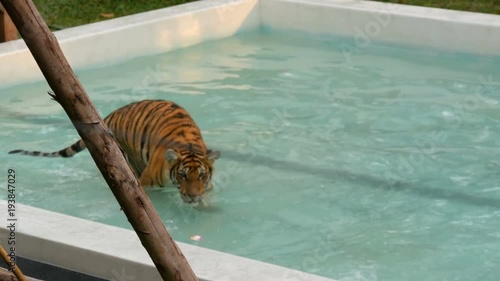 Tiger walking in a blue pool photo