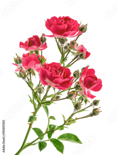 Wild roses isolated without shadow
