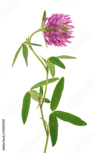 Red clover flower isolated