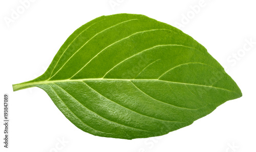 Basil leaf isolated without shadow