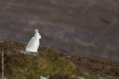 mountain hare, Lepus timidus, winter coat, moult against heather sitting and running on a mountain in the cairngorms national park, scotland.