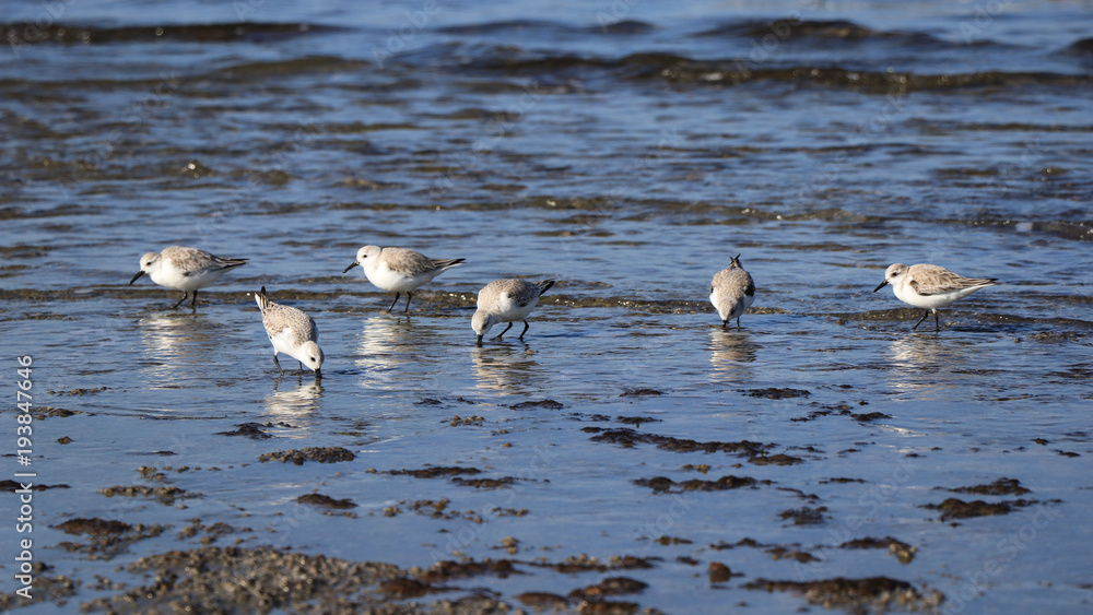 Fototapeta premium Group of small birds near from the sea. Ruddy Turnstone with the sea in background
