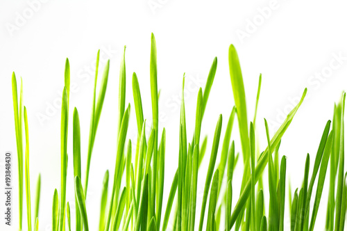 Fresh green grass close-up