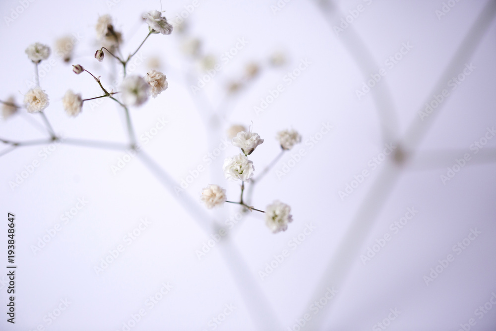 White flower close-up. White flower close-up.