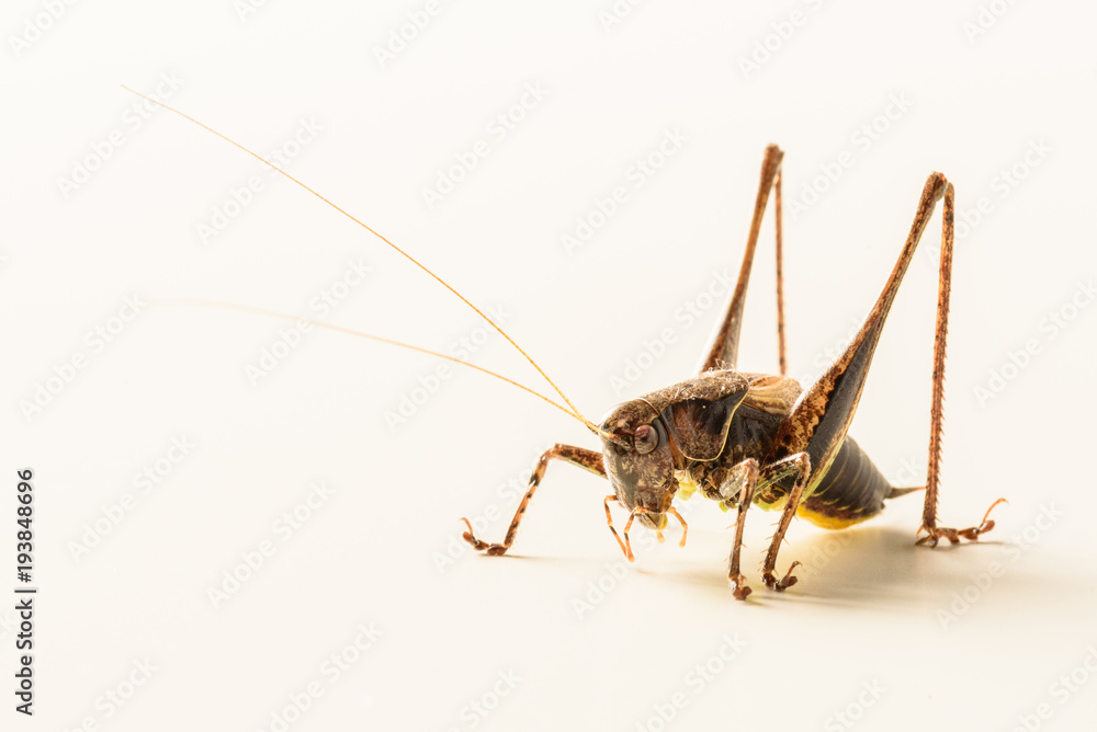 Large brown grasshopper locust closeup on a white background Large brown grasshopper locust closeup on a white background