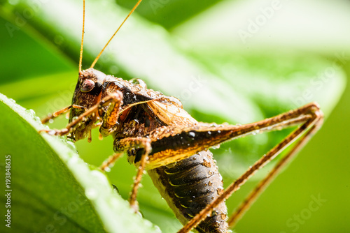 Bilde på lerret Brown large grasshopper locust