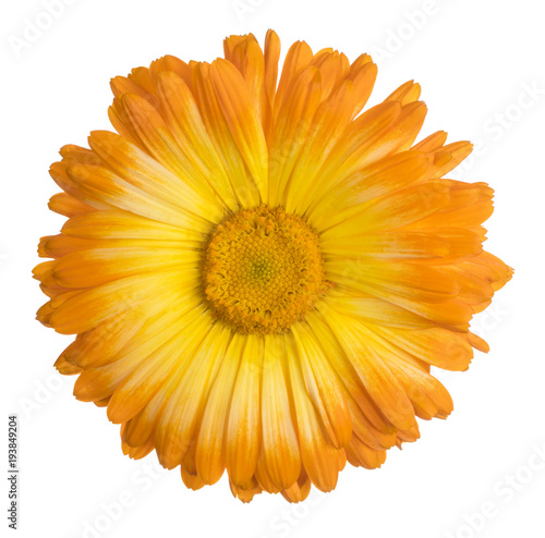 Fototapeta Naklejka Na Ścianę i Meble -  calendula flower isolated