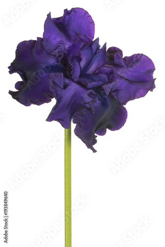 Fototapeta Naklejka Na Ścianę i Meble -  iris flower isolated