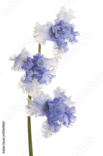 Fototapeta Naklejka Na Ścianę i Meble -  iris flower isolated