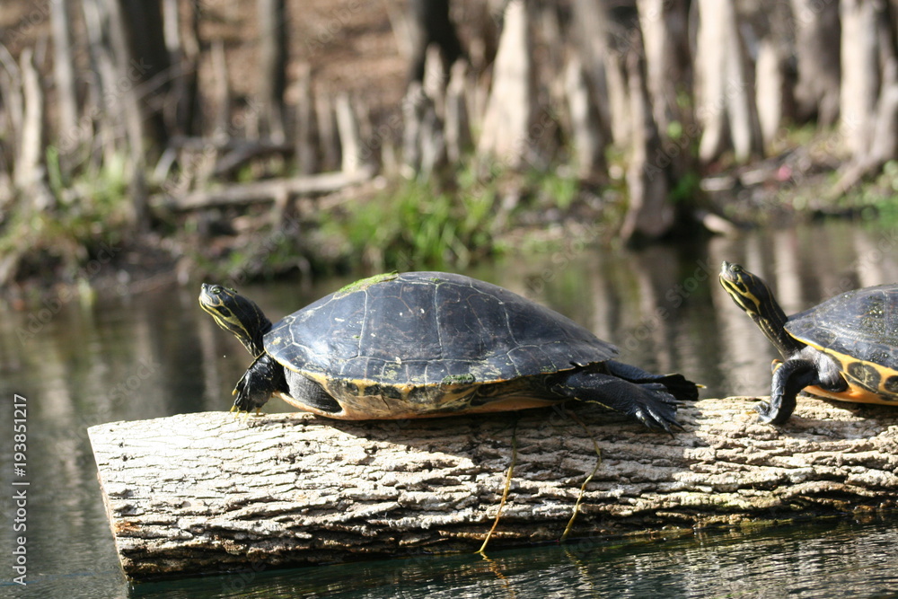 Fototapeta premium Turtles