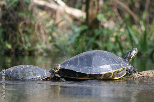 Turtles