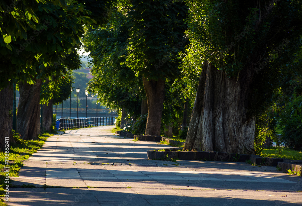 beautiful chestnut alley in summer. lantern among the tall trees on the Kyiv embankment of Uzhgorod town, Ukraine