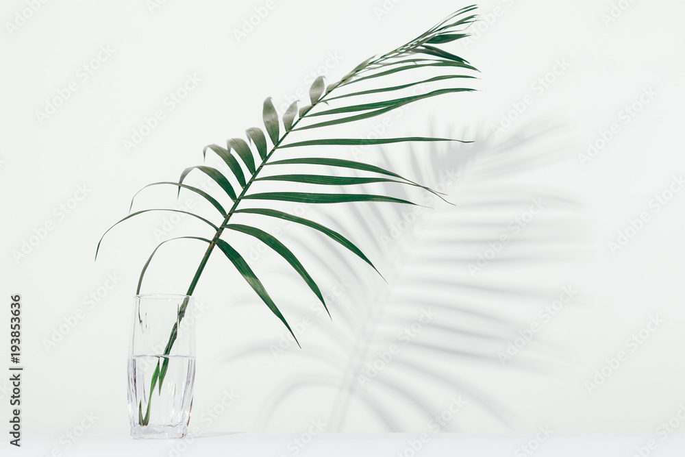 Palm leaf in a glass of water Palm leaf in a glass of water