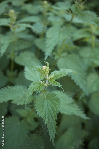 Urtica dioica