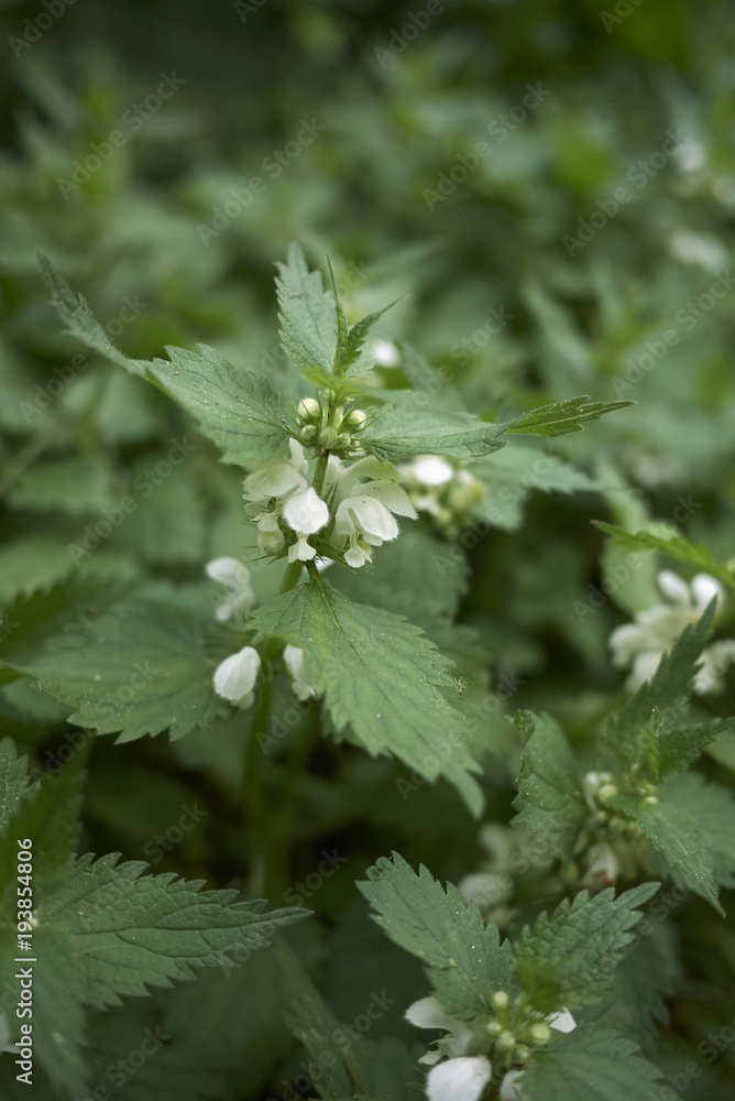 Lamium album