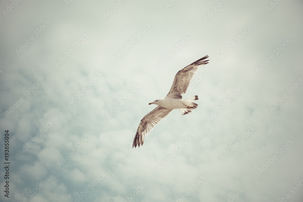 Obraz premium Gaviota sobre fondo de nubes blancas