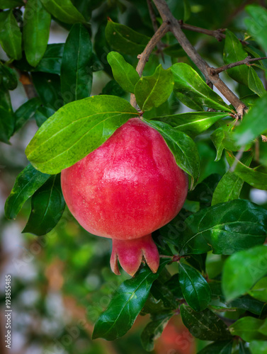 Red ripe pomegranates on the tree. photo