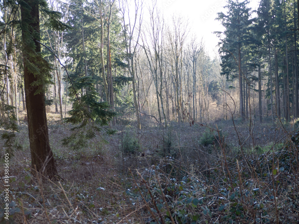 Obraz premium Woodland Walk