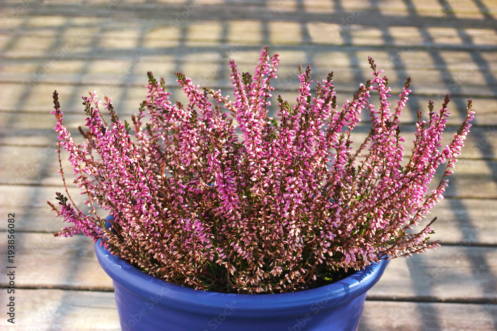 Fototapeta blooming heather in a blue pot standing on wood planks