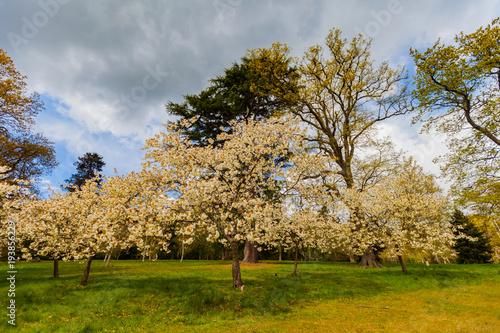 Blooming apple tree, wide angle shot with a dramatic sky.