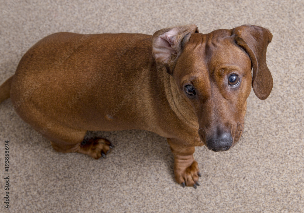cute brown dachshund seating down and looking up cute brown dachshund seating down and looking up