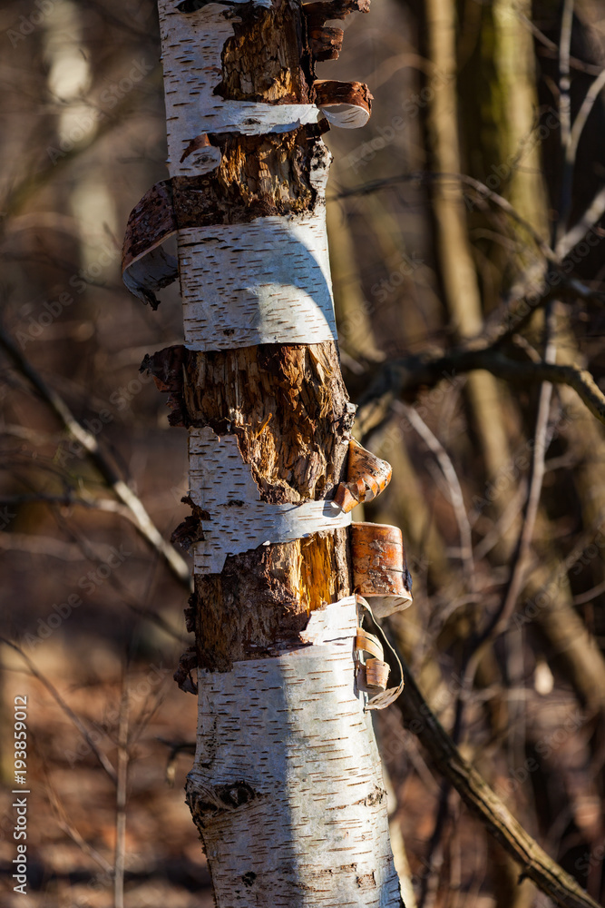 White birch bark with blurred background White birch bark with blurred background