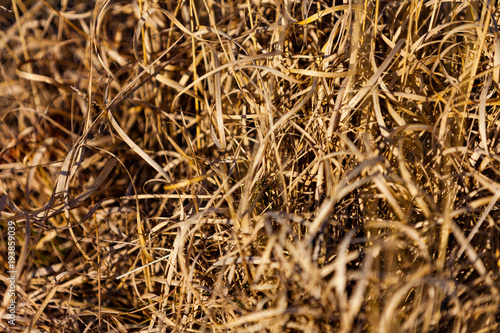 Golden high dry grass, close up, blurred background