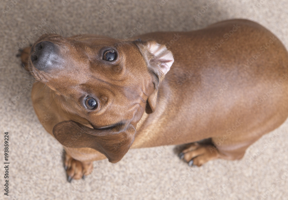 cute brown dachshund dog seating down and looking up