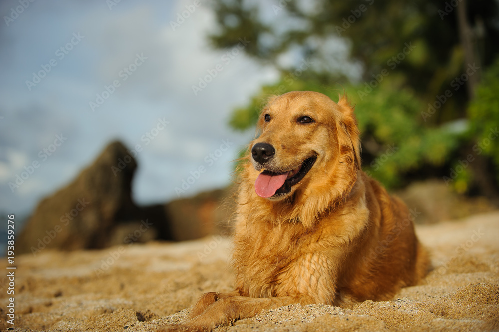 Golden Retriever dog outdoor portrait lying down on tropical beach Golden Retriever dog outdoor portrait lying down on tropical beach