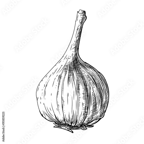Garlic hand drawn sketch, pencil vintage monochrome illustration with draft etching texture effect, isolated on white background. 