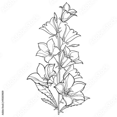 Vector bouquet with outline Campanula or Bellflower or Bluebell flower, leaf and bud in black isolated on white background. Perennial ornate plant in contour style for summer design and coloring book.