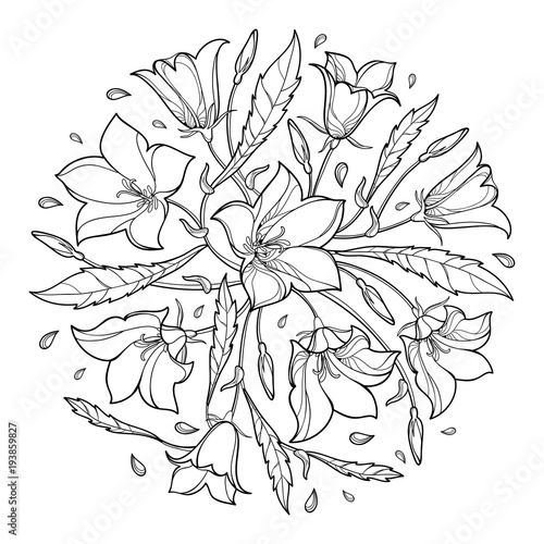 Vector round bouquet with outline Campanula or Bellflower or Bluebell flower, leaf and bud in black isolated on white background. Ornate plant in contour style for summer design and coloring book.