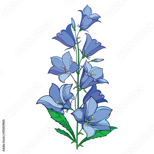 Vector bouquet with outline Campanula or Bellflower or Bluebell flower in pastel blue, green leaf and bud isolated on white background. Perennial ornate Campanula in contour style for summer design.