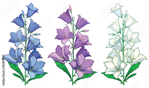 Vector set of bunch with outline Campanula or Bellflower or Bluebell flowers and bud in pastel blue, lilac and white isolated on white background. Ornate flower in contour style for summer design.